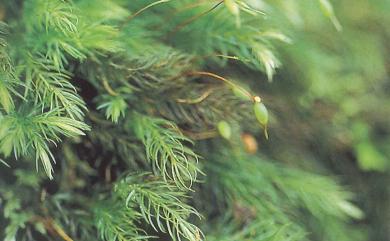 Pyrrhobryum spiniforme (Hedwig) Mitt., 1868 刺葉燄苔