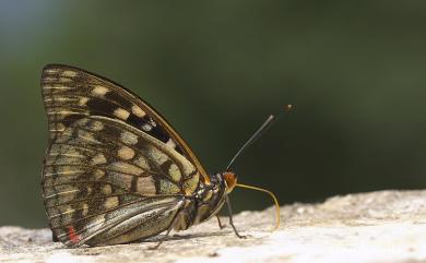 Sasakia charonda formosana Shirozu, 1963 大紫蛺蝶