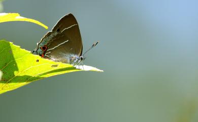 Neozephyrus taiwanus (Wileman, 1908) 臺灣榿翠灰蝶