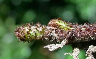 Christella acuminata (Houtt.) H.Lév. 小毛蕨