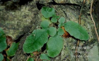 Tectaria zeilanica (Houtt.) Sledge 地耳蕨