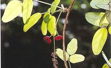 Akebia trifoliata subsp. australis 白木通