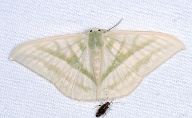 Mixochlora vittata vittata (Moore, 1867) 三岔鐮翅綠尺蛾