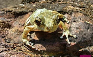 Buergeria robusta (Boulenger, 1909) 褐樹蛙