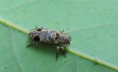 Mycerinopsis bioculata quadrinotata 角紋矮天牛