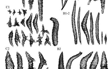 Dendronephthya brevirama (Burchardt, 1898) 短枝棘穗軟珊瑚