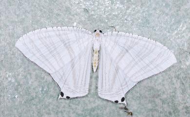 Pseudomicronia advocataria (Walker, 1861) 二點燕蛾