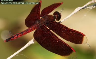 Neurothemis taiwanensis Seehausen & Dow, 2016 善變蜻蜓