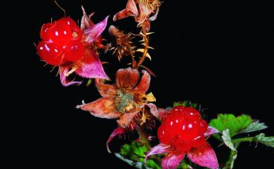 Rubus parvifolius var. parvifolius 紅梅消