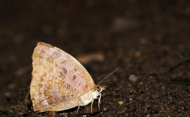 Arhopala bazalus turbata (Butler, [1882]) 燕尾紫灰蝶