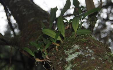 Bulbophyllum griffithii 溪頭豆蘭