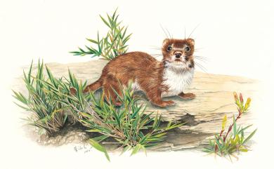 Mustela nivalis formosana (Lin & Harada, 1997) 臺灣小黃鼠狼