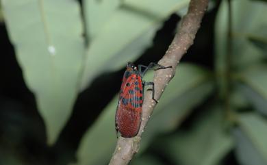 Lycorma meliae Kato, 1929 紅翅蠟蟬