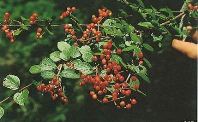 Viburnum parvifolium Hayata 小葉莢蒾