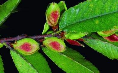 Ulmus parvifolia Jacq. 紅雞油