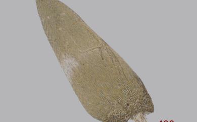 Entodon macropodus (Hedw.) C. Muell., 1845 狹葉絹苔