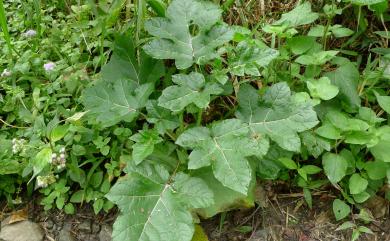 Solanum capsicoides All. 刺茄