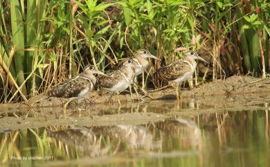 Rostratula benghalensis (Linnaeus, 1758) 彩鷸