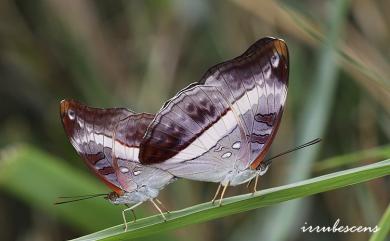 Limenitis dudu jinamitra Fruhstorfer, 1908 紫俳線蛺蝶