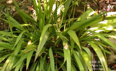 Liriope platyphylla F.T.Wang & Tang 闊葉麥門冬