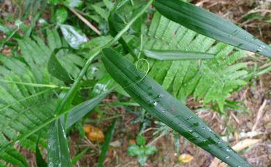 Flagellaria indica L. 印度鞭藤