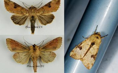 Tiracola plagiata (Walker, 1857) 掌夜蛾