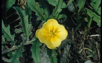 Oenothera laciniata 裂葉月見草