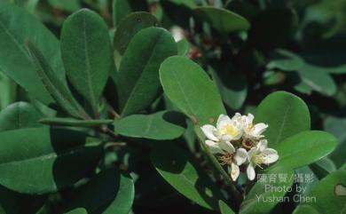 Rhaphiolepis indica var. umbellata H.Ohashi 厚葉石斑木