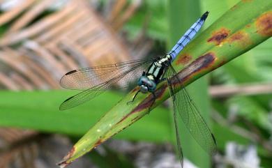 Orthetrum luzonicum (Brauer, 1868) 呂宋蜻蜓