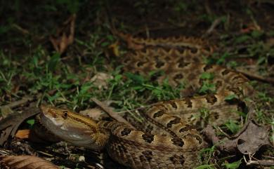 Protobothrops mucrosquamatus (Günther, 1864) 龜殼花