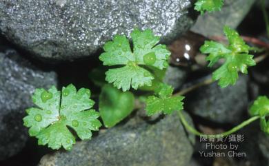 Hydrocotyle batrachium Hance 臺灣天胡荽