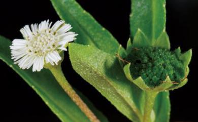 Eclipta prostrata (L.) L. 鱧腸