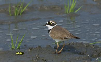 Charadrius dubius curonicus Gmelin, 1789 小環頸鴴