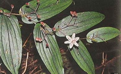 Tricyrtis formosana var. lasiocarpa 毛果油點草