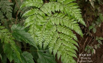 Dryopteris varia (L.) Kuntze 南海鱗毛蕨