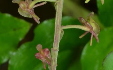 Crepidium matsudae (Yamam.) Szlach. 凹唇軟葉蘭