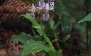 Calanthe puberula Lindl. 反捲根節蘭