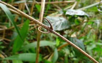 Uncaria hirsuta 臺灣鉤藤