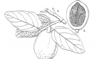 Ficus pumila var. pumila L. 薜荔