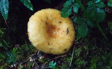 Lactarius torminosus 絨毛乳菇