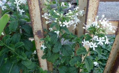 Clerodendrum calamitosum 化石樹