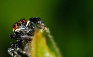 Hasarius adansoni Audouin, 1826 安德遜蠅虎