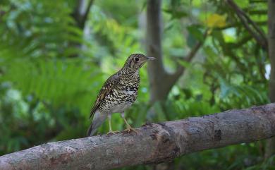 Zoothera aurea aurea (Holandre, 1825) 白氏地鶇(指名亞種)