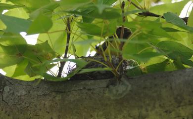 Serinus mozambicus (S. Muller, 1776) 黃額絲雀