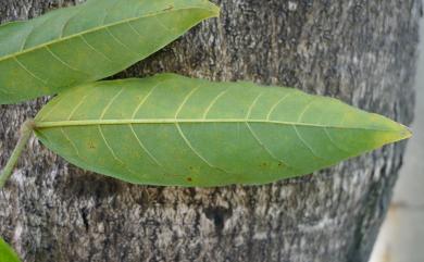 Reevesia formosana Sprague 臺灣梭羅樹