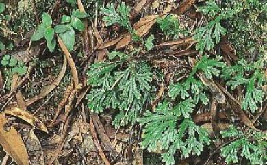 Selaginella doederleinii subsp. doederleinii 生根卷柏