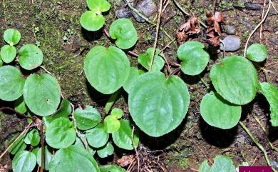 Bredia hirsuta var. rotundifolia (Yan Liu & C.H. Ou) S.F. Huang & T.C. Huang 圓葉布勒徳藤