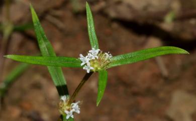 Spermacoce pusilla 小鴨舌癀舅