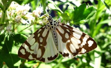 Utetheisa inconstans (Butler, 1880) 大花斑蝶星燈蛾