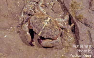 Leptodius gracilis (Dana, 1852) 細巧皺蟹